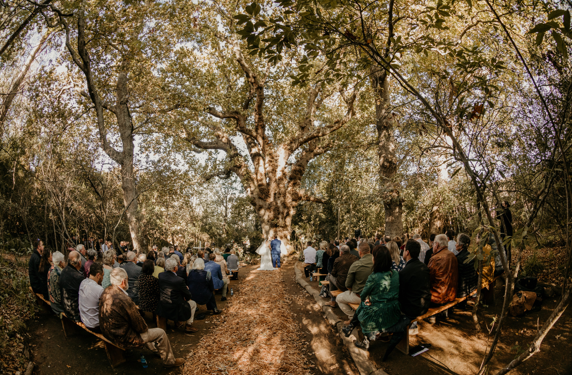 Forest venue for wedding